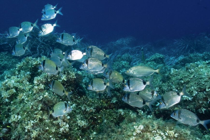 CentralElba's tweet photo. #LoScoglietto is a protected biology area since 1971 and It is situated opposite #Ghiaiebeach. These protected area aims to safeguarding and increasing the marine resources and for this reasons fishing is forbidden🚫. It is one of the most popular scuba diving areas on Elba!!🐙🐠 https://t.co/48kwZC82du