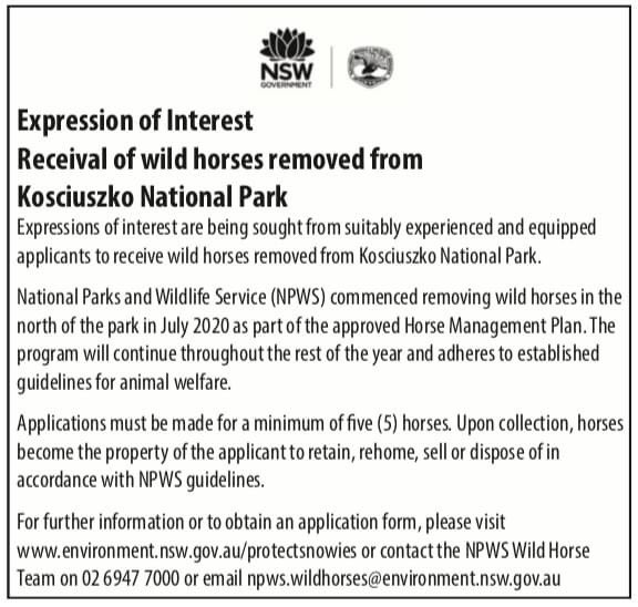 ReclaimKosci's tweet photo. If Australia cannot rehome thousands of "retired" thoroughbred racehorses each year, what chance do we have of solving Kosci’s feral horse problem through trap &amp; removal? The sad reality is the supply of horses - feral or domestic - exceed the demand. Alone, it isn’t a solution. https://t.co/YfHoe3WJHF