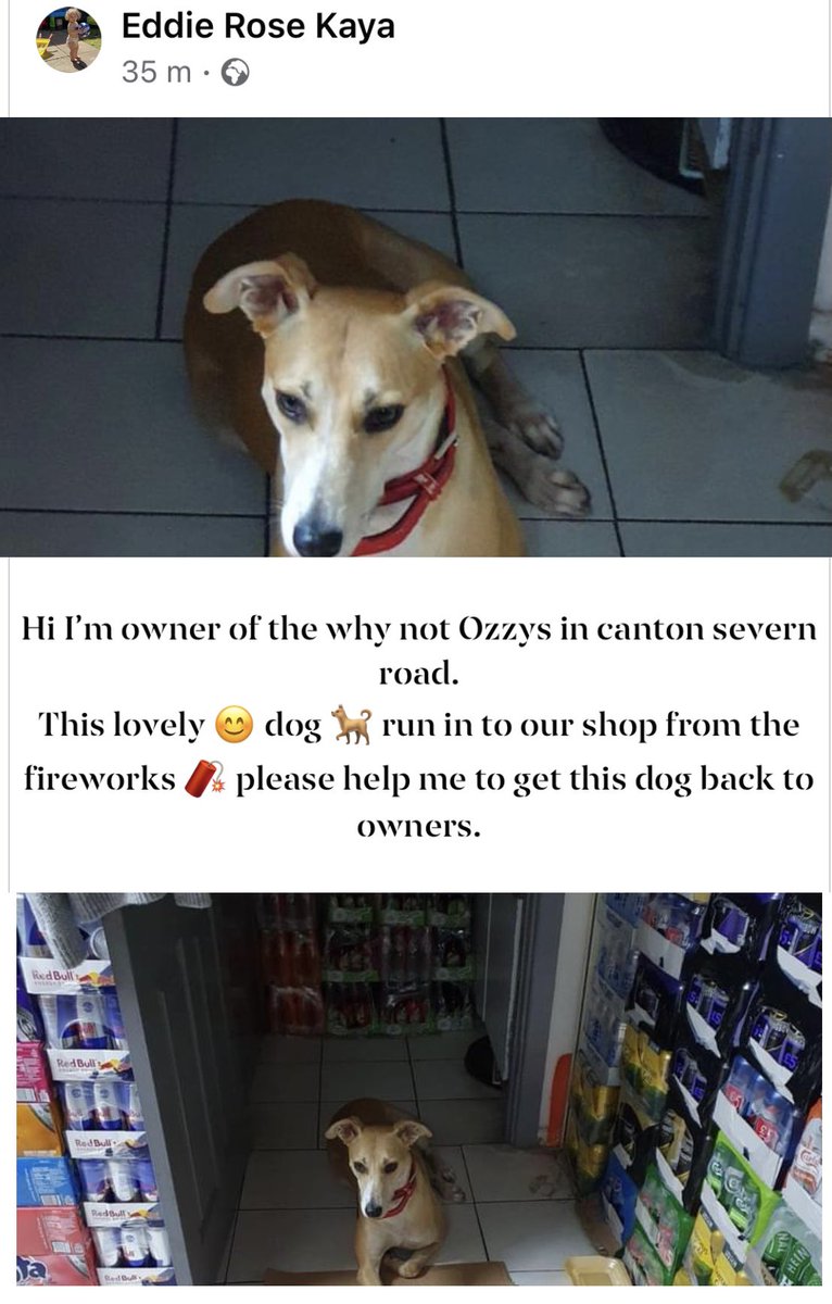 Anyone lost a dog in Canton/Pontcanna Cardiff? <a href="/ILovesTheDiff/">I Loves The ‘Diff</a> <a href="/PontcannaHub/">Pontcanna Hub Team</a> 🐶 Hope we can get him back home!