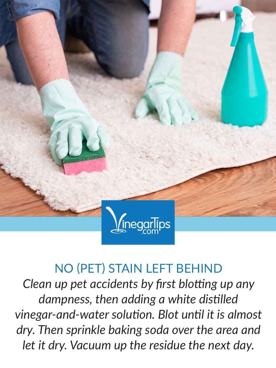 VinegarTips's tweet photo. Have a potty protester on your hands? 💩 We've got a #vinegartip to help revive your floors after pet accidents. https://t.co/03i6Hh1Dpr https://t.co/0gAGCHSFCO