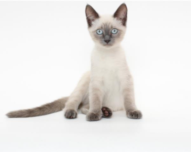 SiameseAngels's tweet photo. *BARON a 4 mth old neutered male Blue Point #Siamese in Burbank, CA   ID#A093735
https://t.co/LsKAtth8gV
#AdoptDontShop #AdoptMe #SoCal #BeautifulCats #RescueCats #LostCat #Foster https://t.co/pm7eWn87jd