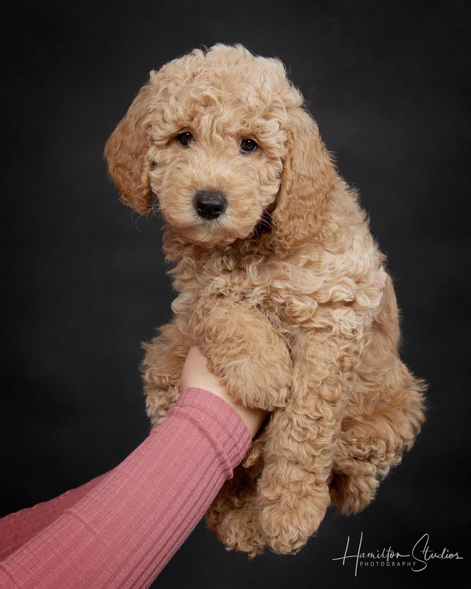 HamiltonsEG's tweet photo. I just love this shot from a puppy shoot I did this week. If you have a new puppy I would love to meet and photograph them. Message me today for more information on our special offers. #puppyphotography #EastGrinstead https://t.co/PBwH3OpzkS