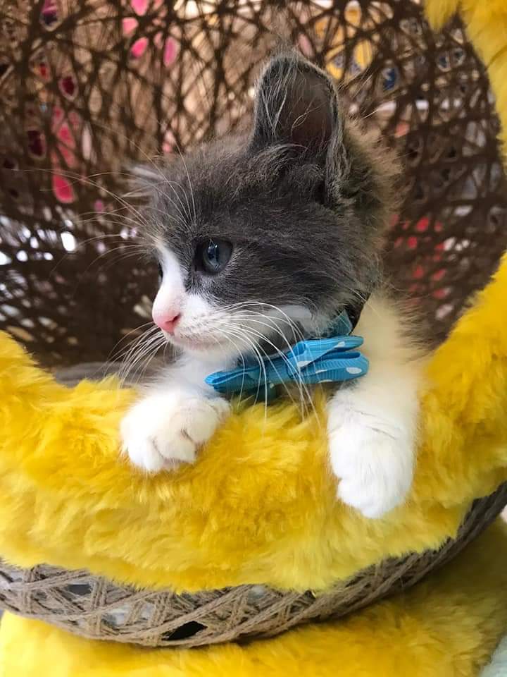 Ömürlük Yuva Aranıyor 😍

Sevimli minik yavrumuza kılı tüy bahane etmeyecek,Terketmeyecek ömürlük yuva aranıyor.

👉Mucize Pet Center 
☎️05320598710
🏠Istanbul/Silivri

#SatınAlmasahiplen
#MucizePatiler
#MucizePetCenter
#KediSahiplendirme
#Silivri 
#Cuma