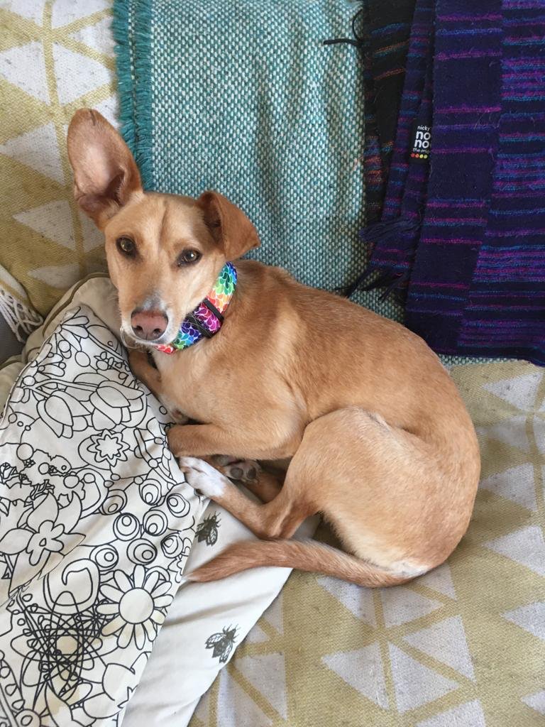 stellacreasy's tweet photo. Walthamstow can you help find missy the dog - last seen running down forest road near the Bell pub, with fireworks tonight vital she’s found and safe and her owners very worried! Any news get in touch and I will pass on! Nb. Her collar also has a contact number on it. https://t.co/m75zkmVCcH