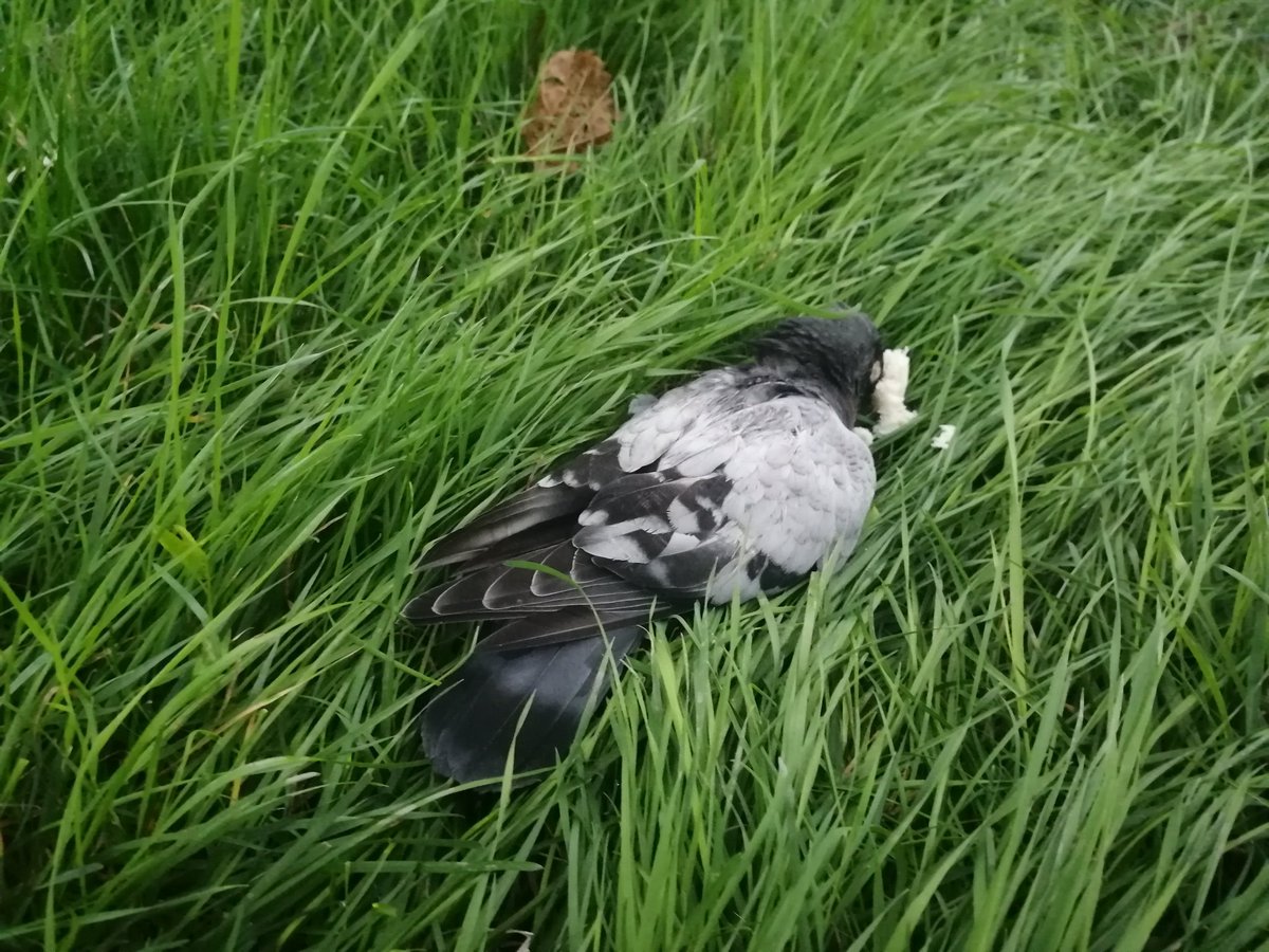 Bala_7_'s tweet photo. @jacksfilms This pigeon is sleeping. Can you wake him up? #fixpix https://t.co/5f0GpgBMlX