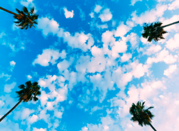 SheratonLAX's tweet photo. Skies and palm trees for days. #LosAngeles https://t.co/IgnuzzbJcZ