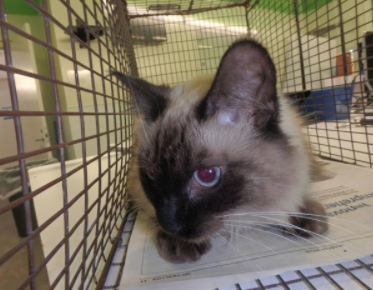 SiameseAngels's tweet photo. MAGGIE a 1 yr &amp; 5 mth old spayed female Chocolate Point #Siamese in Los Angeles, CA   ID#A1886799
https://t.co/m51WxT2fzU
#AdoptDontShop #AdoptMe #SoCal #BeautifulCats #RescueCats #LostCat #Foster https://t.co/aT9TC1NXaO