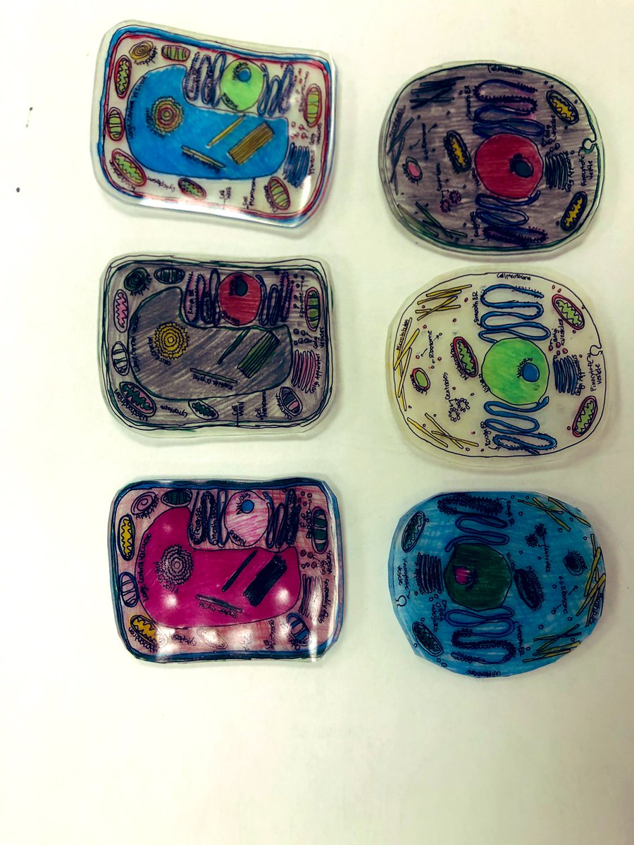 chalmersclass's tweet photo. Who would have thought shrinkydinks in grade 8 would be such a hit! Plant and Animal cells made and compared @AdjalaCentral @SCDSB_Schools https://t.co/8GfAqqhzW7