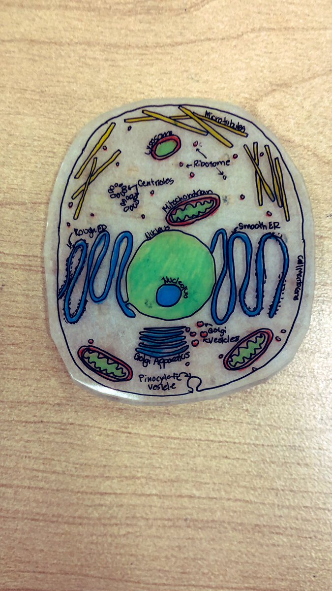 chalmersclass's tweet photo. Who would have thought shrinkydinks in grade 8 would be such a hit! Plant and Animal cells made and compared @AdjalaCentral @SCDSB_Schools https://t.co/8GfAqqhzW7