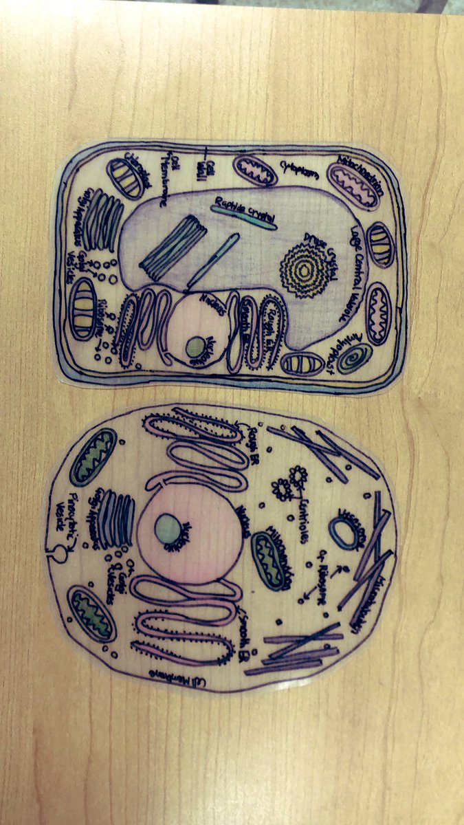 Ms Chalmers Class (@chalmersclass) on Twitter photo Who would have thought shrinkydinks in grade 8 would be such a hit! Plant and Animal cells made and compared <a href="/AdjalaCentral/">AdjalaCentral</a> <a href="/SCDSB_Schools/">Simcoe County District School Board</a> Who would have thought shrinkydinks in grade 8 would be such a hit! Plant and Animal cells made and compared <a href="/AdjalaCentral/">AdjalaCentral</a> <a href="/SCDSB_Schools/">Simcoe County District School Board</a>