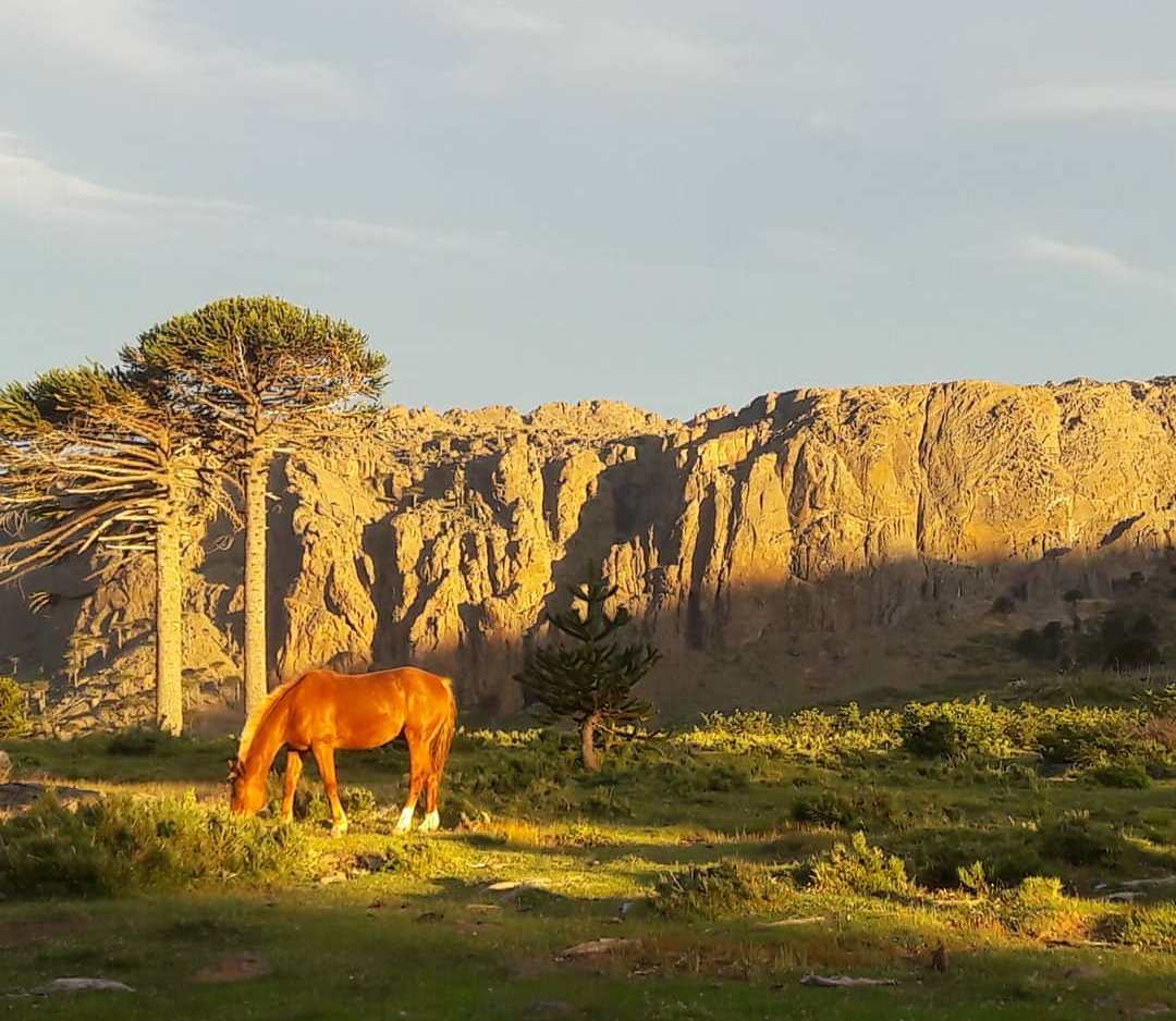 soymariche's tweet photo. Y entonces la naturaleza sonrió 🙂
#PasoPinoHachado 🇦🇷🇨🇱
#gentilehernan Tardecitas #Patagonia
#MateListo 🧉🐎 https://t.co/PovJVmMpIE