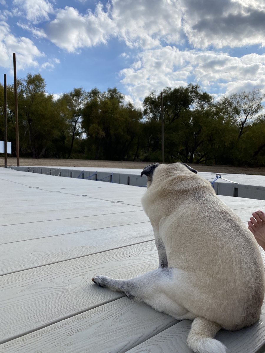 Sittin lakeside ⁦<a href="/GrapevineTXCity/">City of Grapevine TX</a>⁩ #lakegrapevine #dogsoftwitter #puglife