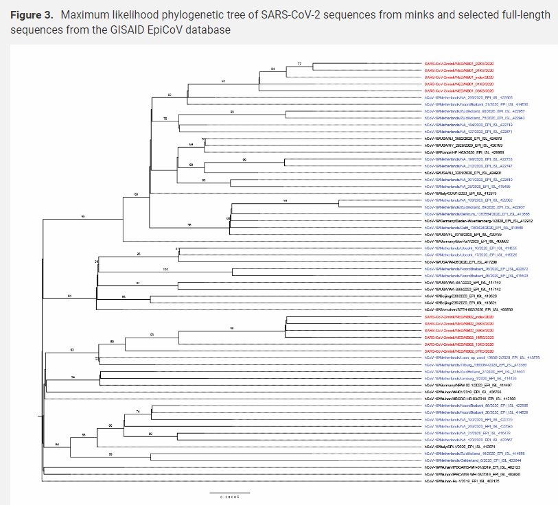 18/The same study shows the animals die of severe pneumonia, and autopsies reveal devastated lungs. Genetic sequence analysis shows two clear clusters of mutations, tightly linked to known human strains of  #SARSCoV2 .END of THREAD