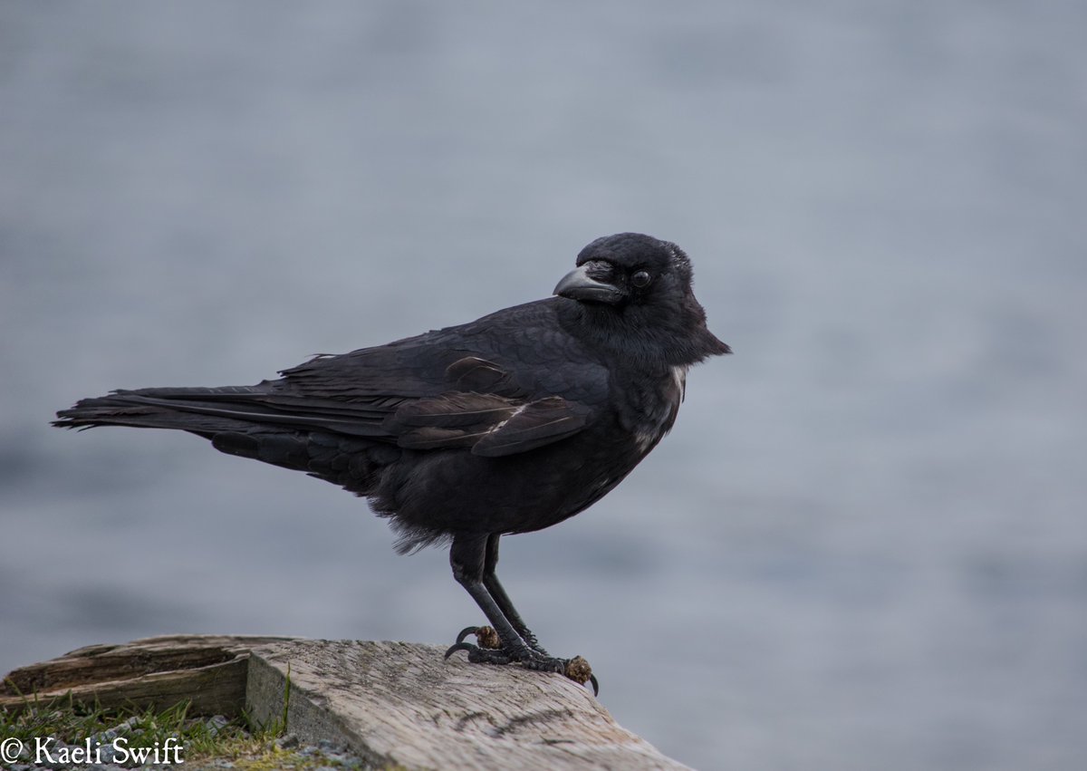 #8 speaking of New Caledonian crows, they are one of only a few animals that can infer the properties of an object (specifically, its relative weight) by watching how that object behaves in the wind.