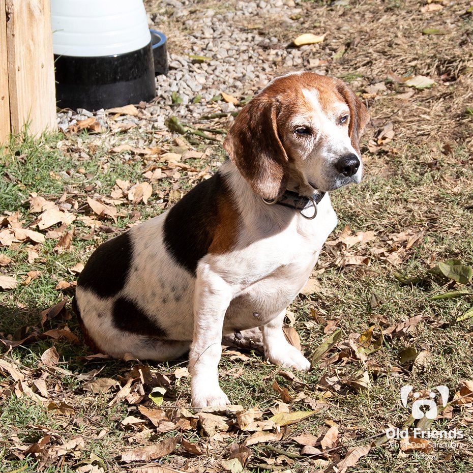 oldfriendssds's tweet photo. "Sometimes standing on the sidelines just seems safer!"- Fiddle
#ofsds #ofsdsfiddle #seniordogs https://t.co/DV8fKknpkg