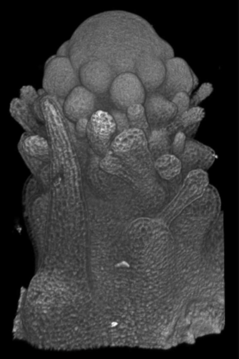 hardtke_lab's tweet photo. CLAVATA peptide signaling buffers flower formation against temperature variation by regulating auxin biosynthesis. Some beautiful work by Zack Nimchuk’s lab:
https://t.co/p49ULPjaO6 https://t.co/ONV9RJJ44C
