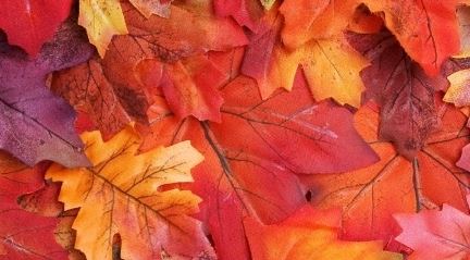 If you are a city resident and pay for trash service with your water bill, you are eligible for the annual fall leaf pickup service. Make sure to bag your leaves properly or put them in a container. Learn more:  bit.ly/3nD0TPb <a href="/EvansvilleINGov/">City of Evansville</a> <a href="/UnoEvansville/">UNOEvansville</a> <a href="/KEBeautiful/">KEB</a>