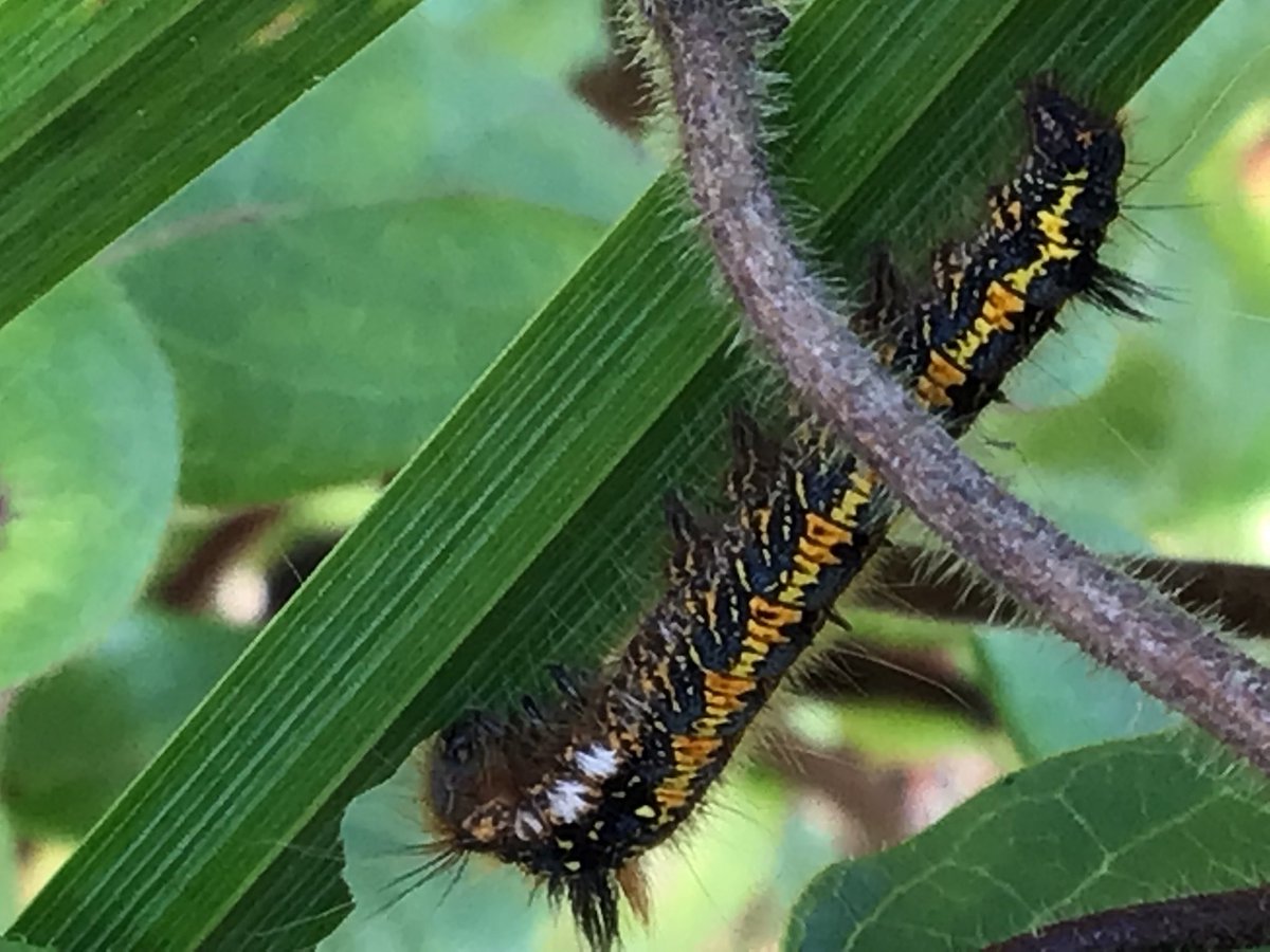amey_tina's tweet photo. An interesting looking caterpillar in the garden undergrowth today. @MothIDUK @BritishMoths @savebutterflies @ukbutterflies @Britnatureguide @DevonWildlife #TwitterNatureCommunity #DevonNature #caterpillar https://t.co/aRUJhcD1XB