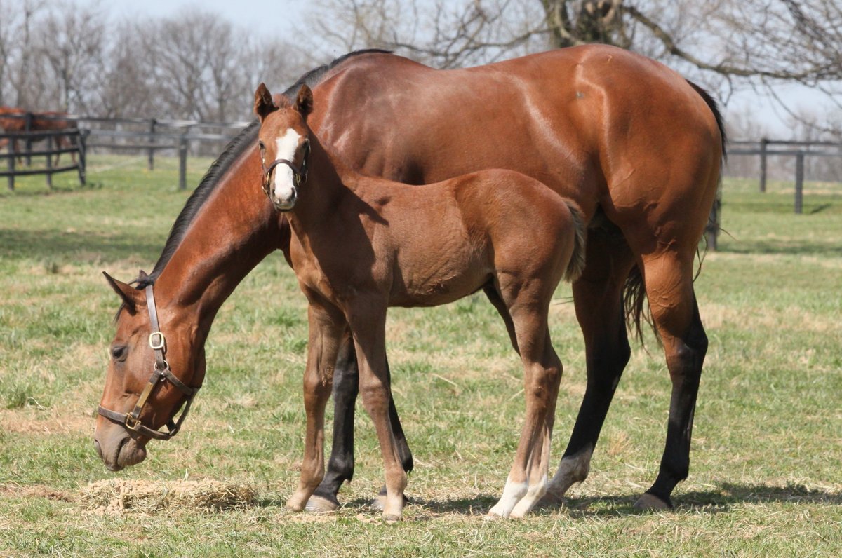 warhorseplace's tweet photo. Good luck to the connections of Awesome Gerry number 8 in the first race on the card tomorrow. This colt by Liam's Map was born and raised @warhorseplace  and named after the late founder of War Horse, Gerry Aschinger. @LanesEndFarms https://t.co/DlmDQouKF1