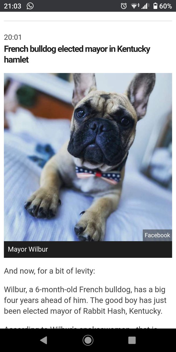 johnwalllace's tweet photo. Best News I've read all day! French bulldog elected mayor in Kentucky hamlet https://t.co/zjppY9qiFQ https://t.co/AU1jfka1ce