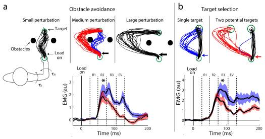 BladCarter's tweet image. Actions are not always perfect due to the errors from how signals are sent throughout our body. A strategy used by the sensorimotor system is to have a contingency plan when the goal of an action may be threatened. #obstacleavoidance #targetselection