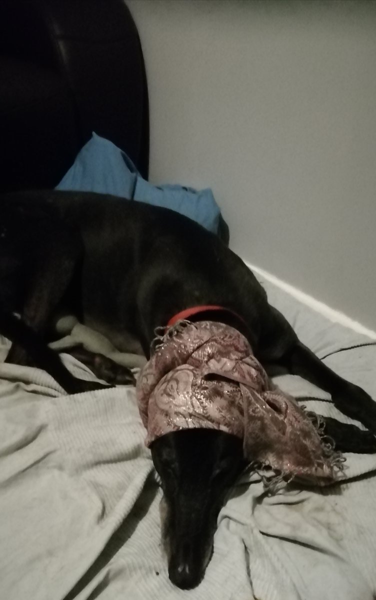 clairehazelnut's tweet photo. @ClassicFM my rescue greyhound harry nice and calm and ble to sleep . Head wrapped up and classic FM on the telly always does the trick 👍 https://t.co/s3dohML1Um