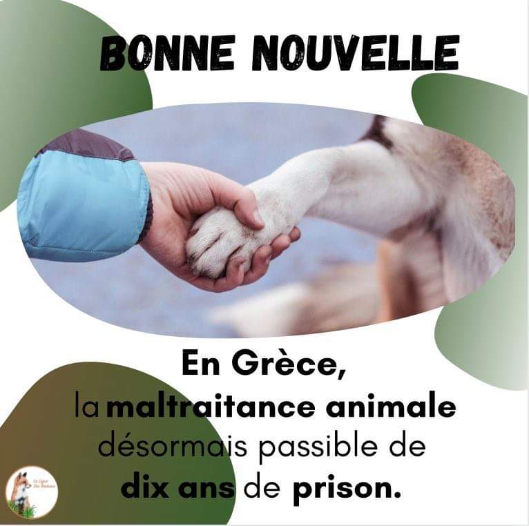 LigueDesAnimaux's tweet photo. 🇬🇷Aujourd'hui, le Parlement grec vient de voter à l'unanimité un durcissement de la loi contre la maltraitance animale  👏 https://t.co/RzcZhSqkEe
