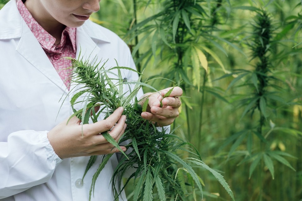 infocannabis_ok tweet picture