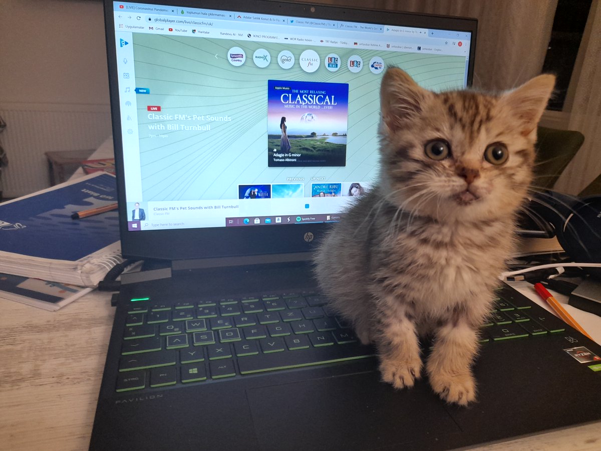 bravebross's tweet photo. #PetSounds Thank you for the wonderful selection of music Mr Turnbull. Rocky seems to be enjoying so much. https://t.co/sXs3ANJs1K