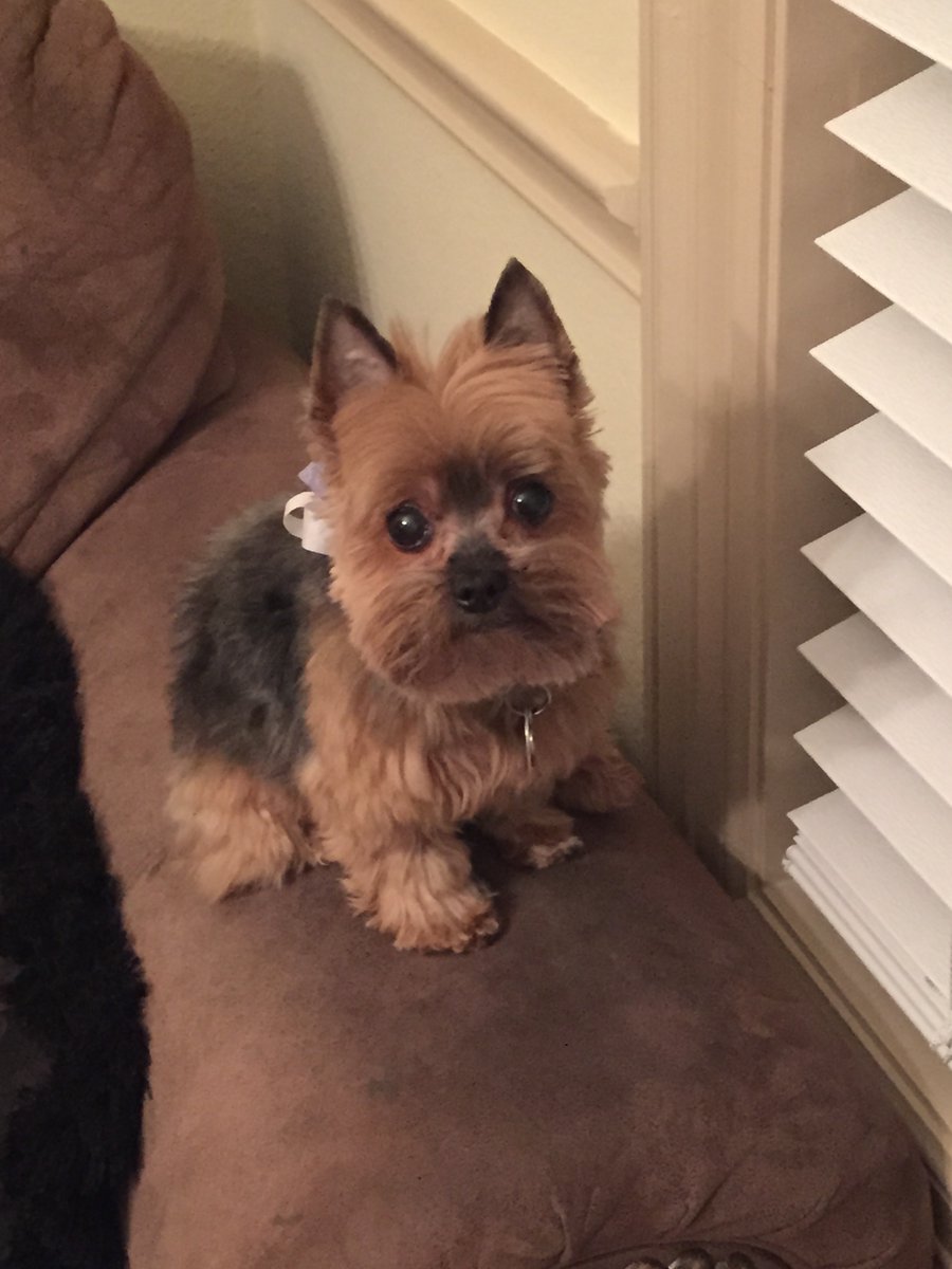 txjen77's tweet photo. @RubinReport Buffy was the best dog ever. She's now running Doggie Heaven. #NoDogsOnFurniture #ExceptHer https://t.co/k4oEuBKFmu