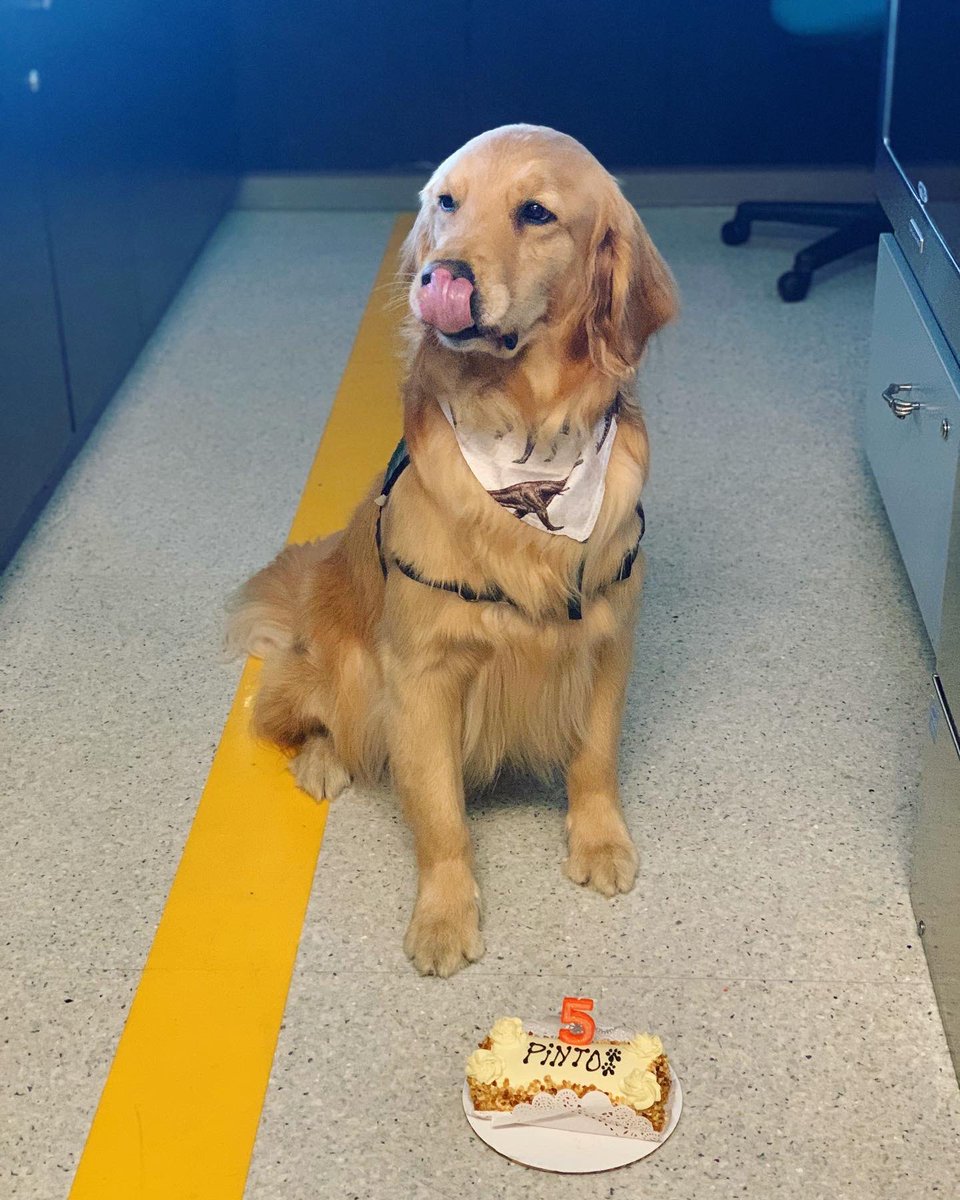 Pawsitive Play tweet media