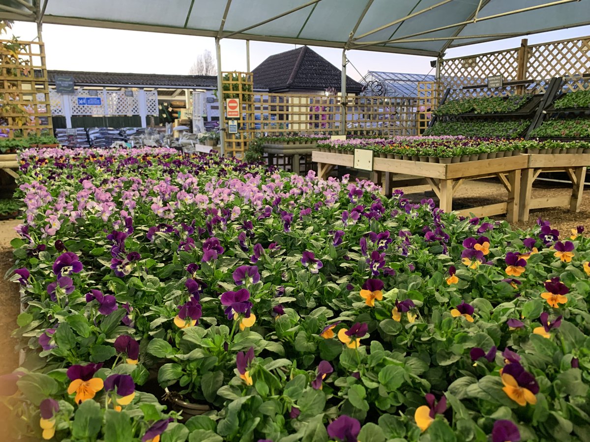 Some fresh new stock of Viola, Primroses and Ivy have arrived today just £1.50 each or 10 for £10.
Plus some new herb planters are also available