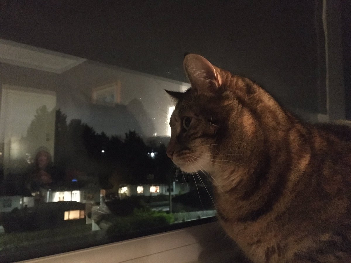 chemikal_monkey's tweet photo. Feel sorry for all the pets out there having a crap evening. All our previous cats had their safe places on Bonfire Night. Florence watches the fireworks. Very odd. https://t.co/EKDdtAipGb