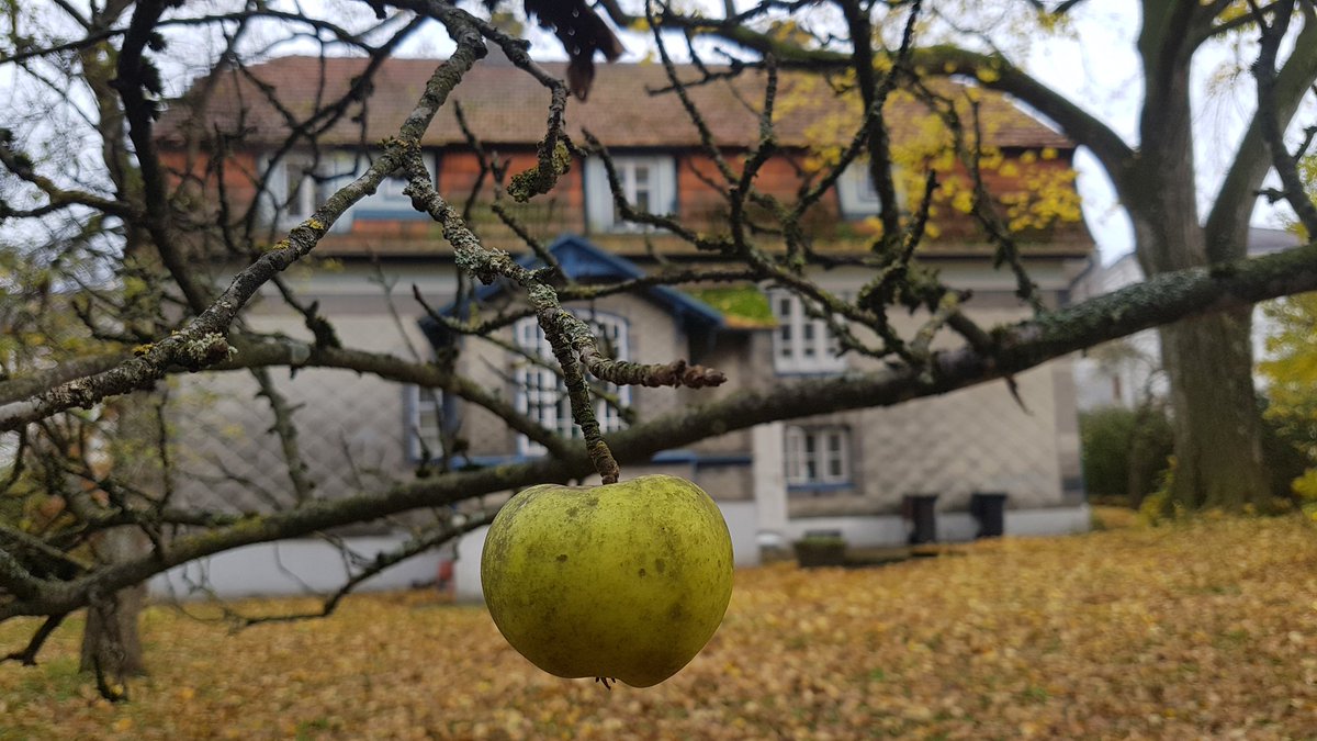 IkaKarl's tweet photo. a creepy garden -
who dares to pluck
the last apple?
#haiku #haiga #photohaiku #fallhaiku #micropoetry https://t.co/VQAtow1GYn