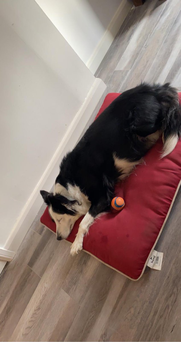 LeeJasperlee's tweet photo. Happy dog...👍👍#dogsounds https://t.co/9MkuFtIFYn