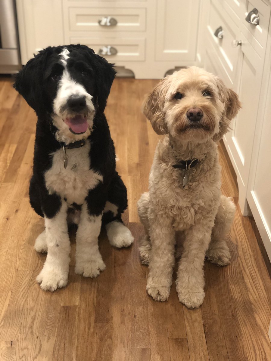 AnnieHoop's tweet photo. @RubinReport Beau and Healey https://t.co/W4OZKagP50