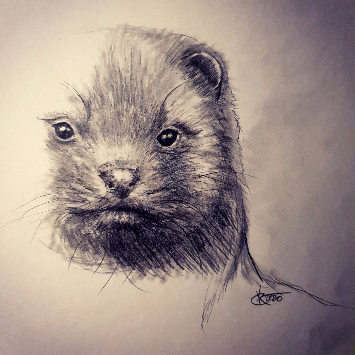 My thoughts are with all the 17 millions #minks in Denmark. I in purpose didn't finish the sketch, it shows the moment of disappearing... #stopminkaflivning #mink #minkavl #minkavlerne