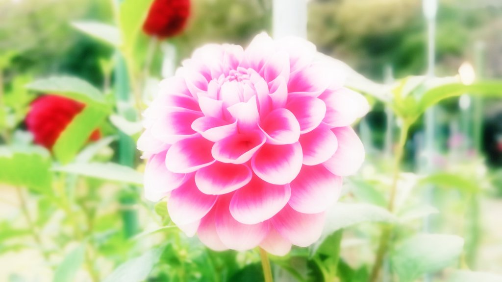 𝐾𝑒𝑖 𝑠𝑜𝑚𝑒𝑡𝑖𝑚 𝑠𝑢𝑝𝑝𝑜𝑟𝑡rt Dm おはサヨナラｺｲﾎ 残り全部勝って 5割に ダリアの花言葉 使ってｲｲ 花言葉 華麗 感謝 優美 使って ﾀﾞﾒ花言葉 移り気 裏切り 不安定 ダリア 花言葉 カープ