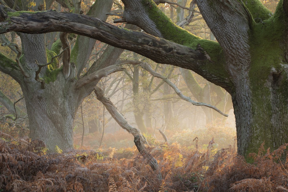 Glorious light in Savernake Forest.  So wonderful to have some calm mornings after the dank and stormy October.  Connecting with the forest truly lifts the spirit during such   such turbulent times.  <a href="/ForestryEngland/">Forestry England</a> <a href="/visitpewseyvale/">Visit Pewsey Vale</a> <a href="/visitwiltshire/">VisitWiltshire</a>
