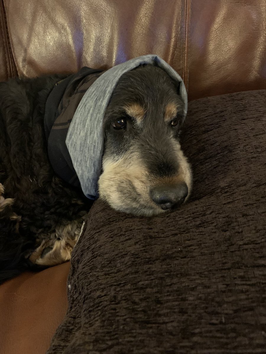MrsLaw2's tweet photo. @E_L_James Riley doesn’t like fireworks either! Put a snood over his ears to muffle them (and I’m playing ABBA loud!! 🙂) https://t.co/wxjjnmxEOw