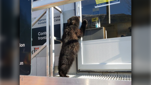 CTVNews's tweet photo. Bear cub with 'no travel documents' caught trying to cross Canada-U.S. border https://t.co/oghgndD457 https://t.co/kBA5jvSFOz