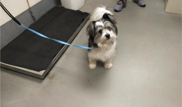 TigardPolice's tweet photo. Do you recognize this dog?

This little guy was found wandering around near SW Shady Lane and SW Greenburg Road without a collar on Monday. A neighbor called us for help and we took him to the Bonnie Hays Animal Shelter. More info here: https://t.co/LfDdLB7DDf. https://t.co/KZMSGdQYta
