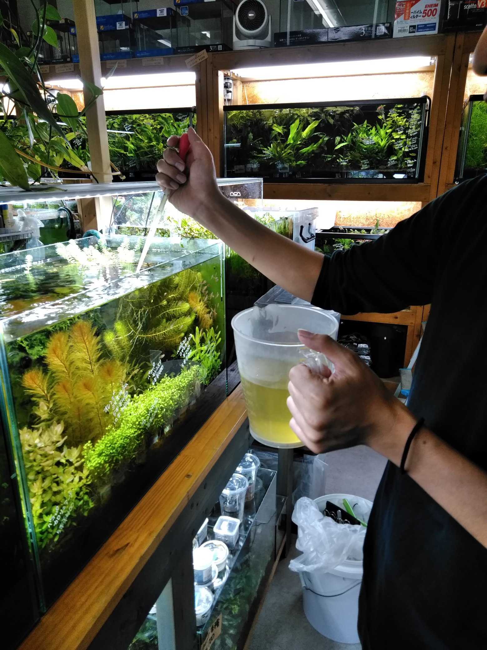 さかなの森 店長が水草水槽に怪しい液体を投入していました 自作の液体肥料のようです 水草の状態を確認しながら調合しているそうですが何が入っているのでしょうか さかなの森 水草 液体肥料 アクアリウム 謎の肥料 T Co Oba8uawo5t