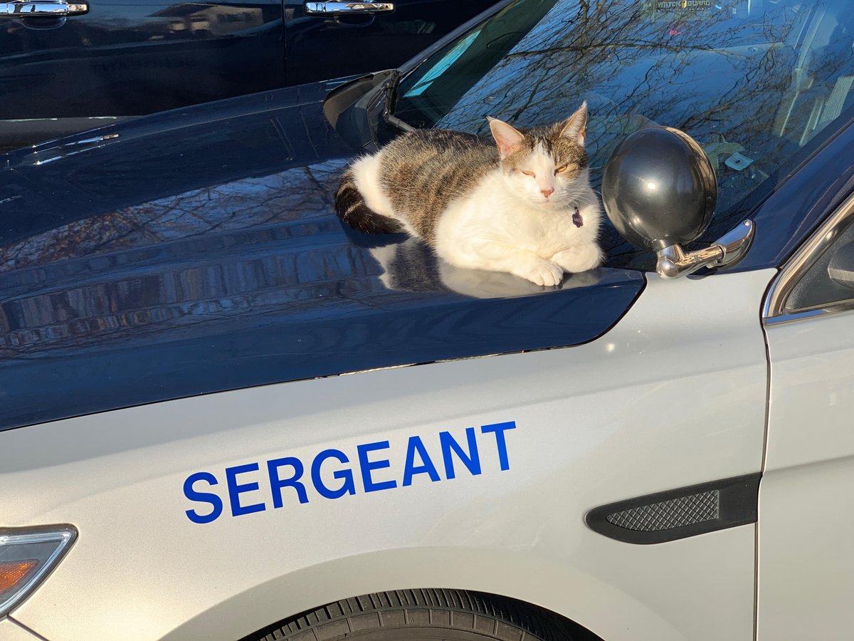 VSPPIO's tweet photo. We think Mel the Cat is on to something here...try taking it easy this weekend. #SlowYourSpeed #NoNeed2Speed (Photo credit: Sgt. R. Curiel, #VSP #Fairfax Division HQ) @VaDOTNOVA https://t.co/jl6HSJmKyd