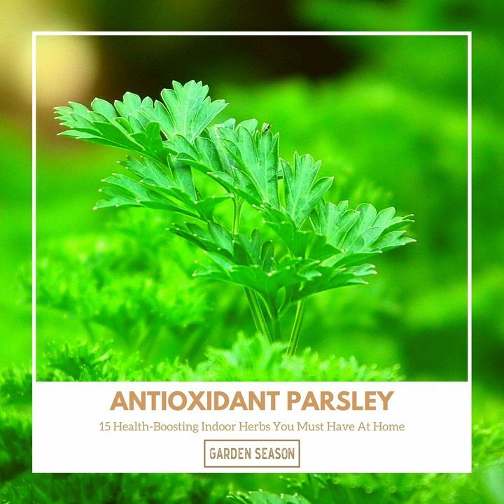 A few sprigs of parsley is packed with volatile essential oils and flavonoids which neutralize carcinogens or cancer-causing substance. Parsley is also rich in antioxidants which help keep free radicals in check.

bit.ly/indoor-herbs-h…