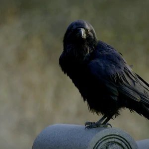 Every time the crow shows up I imagine Piper Perabo having just released it from the boarding school wood (I *know* that was a falcon let me have my joke)