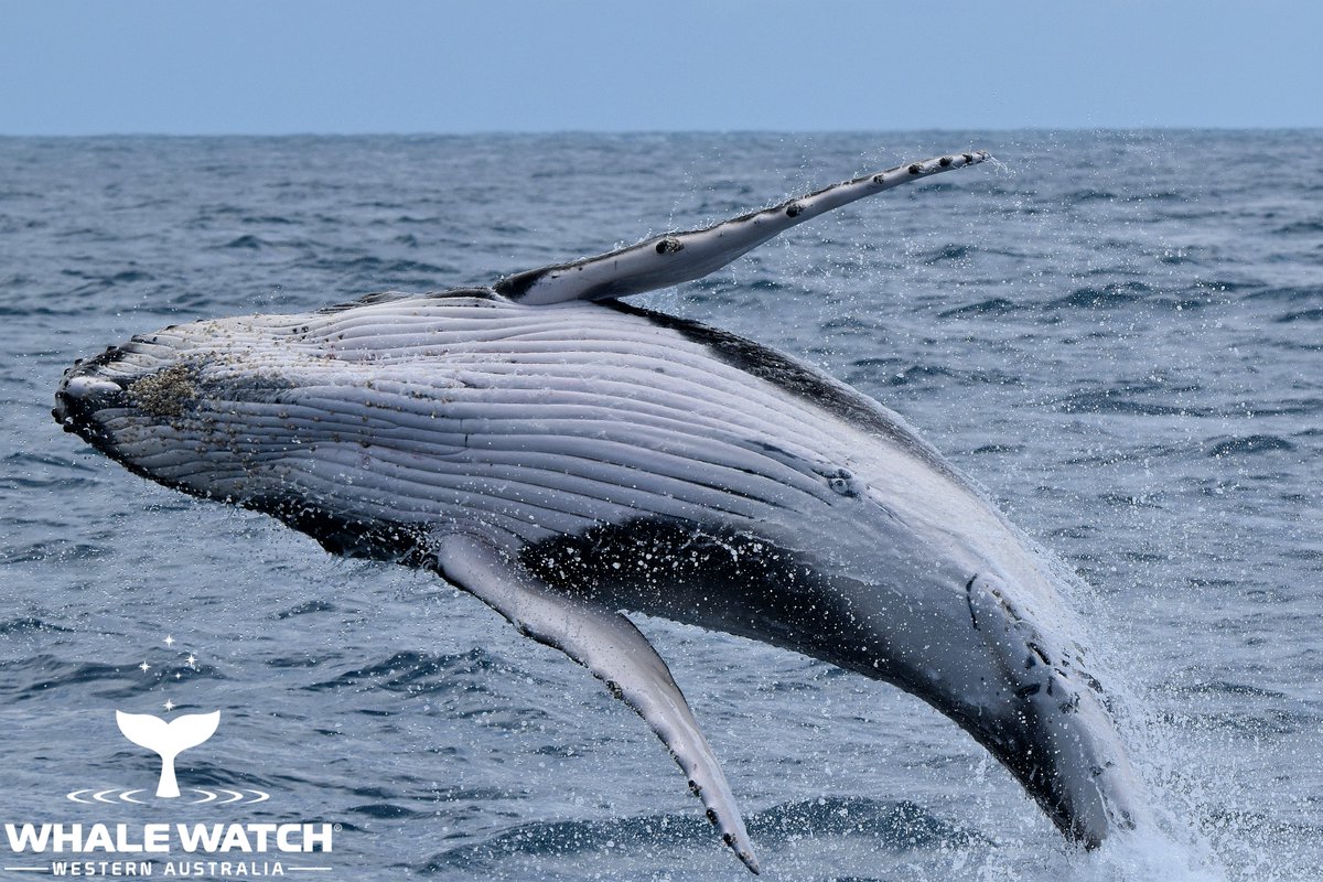 WhaleWatchWA's tweet photo. Perfect practice creates perfect results when fine tuning the Language of the Whales™ as this beautiful female calf displayed earlier this week🐳

#WhaleWatchWesternAustralia #JoinThePod #LearnTheLanguageOfTheWhales #WhaleWatchWA #WonderOutYonder #AdventureAwaits #AnotherDayInWA https://t.co/VE2BuU2t4M