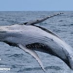 Photo by Whale Watch WA (@WhaleWatchWA)