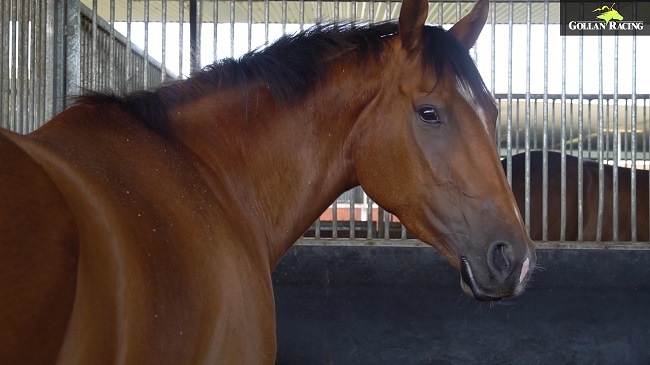 This filly was one of our star 2yos last season 💫 She’s had a good break &amp; returns tomorrow for a big summer campaign 🏇 To find out how Isotope shapes up, here is Tony Gollan in #TheFinalGallop 📽️ at vimeo.com/475712150 
⏩ Retweet for a chance to win a <a href="/sportsbetcomau/">Sportsbet</a> 🎁