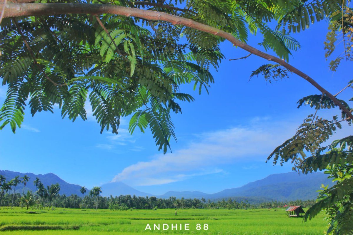 elzataher's tweet photo. Inilah kampung halamanku  Solok Selatan #solsel. Destinasi Pariwisata  yang wajib kamu kunjungi jika Corona berakhir. Alamnya indah, pegunungan, sawah hijau yang membentang. Keindahan alam yang tak akan kamu dapatkan dibelahan bumi manapun. https://t.co/9omEChOJD9